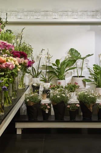 Indoor plants and flowers on display in store